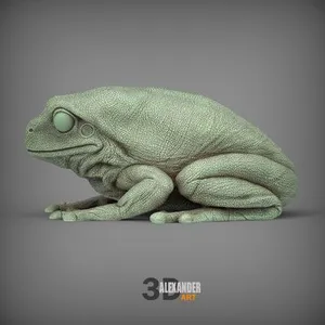 Australian green tree frog (Ranoidea caerulea)
