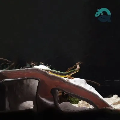 3D Printable Cave, Pet Shelter for Aquariums & Terrariums: Fish, Shrimp, Reptile, Spider and Bug Hide, Small Rock Form Tank Decor BreezeStone — Фото 7 из 9