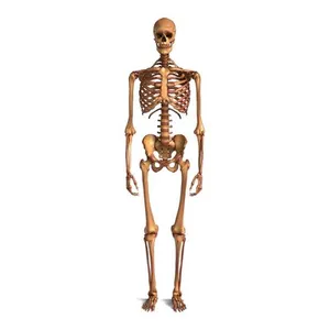 Human_Skeleton – Realistic Detailed Anatomical Bone Structure