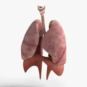 Realistic Human Lungs With Trachea Diaphragm 3D Model