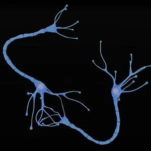 Realistic Nerve Cell (Neuron) 3D Model