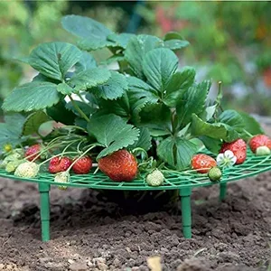 Strawberry Growing Supports