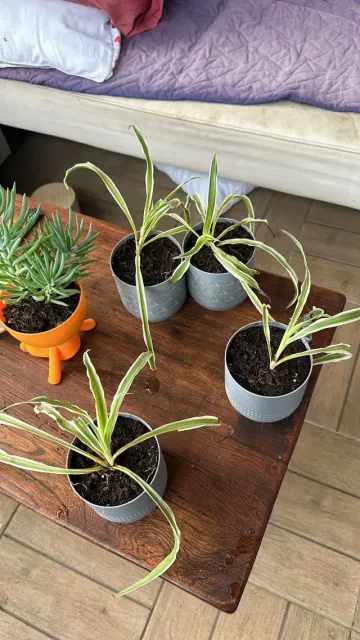 Planter 06 - Three Little Pots, with saucer — Фото 8 из 9