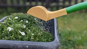 Gieskannenbrause (Watering can shower)