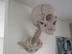 Spine wall mount for human skull