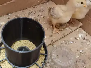 小鸡饲喂器