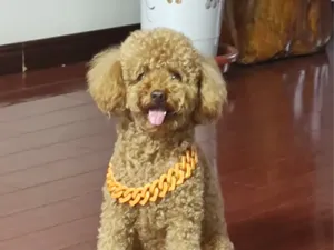 狗狗金链子