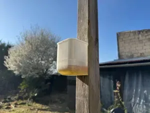 Asian Hornet Trap / Piège pour frelon asiatique