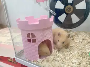 仓鼠城堡