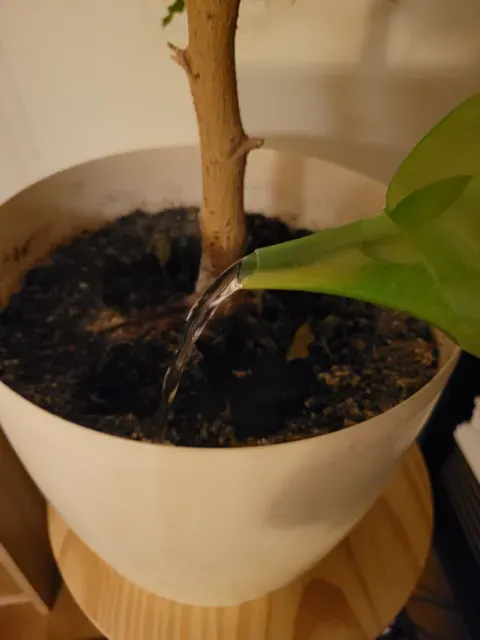 My Watering Can - Spiral/vase mode — Фото 4 из 7