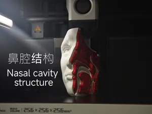 鼻腔结构生物教学模型（无AMS）