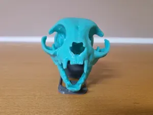 Cat Skull Model (CT Scan Based) with Display Stand