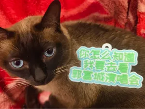 你怎么知道我要去看郭富城演唱会