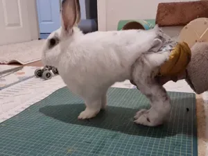 Tiny Paws Mobility Cart – For Rabbits, Cats & More