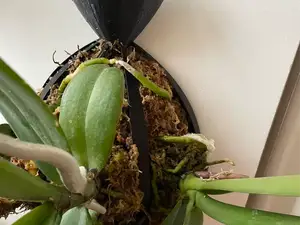 蝴蝶兰花盆/花篮/挂篮