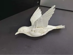 鸟类解剖模型，生物课讲解使用，鸟骨骼