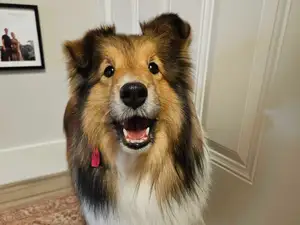 Sheltie Chloe