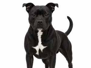 staffordshire bull terrier