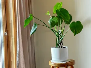 Modular Screw-Together Moss Pole