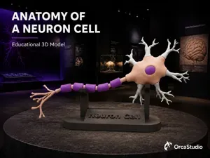 Neuron Cell Anatomy | Educational Biology Model