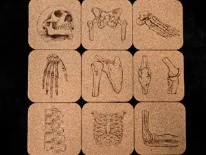 Anatomical Coaster Set - Bones