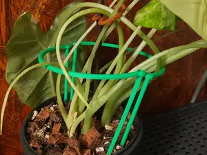 Flower support
