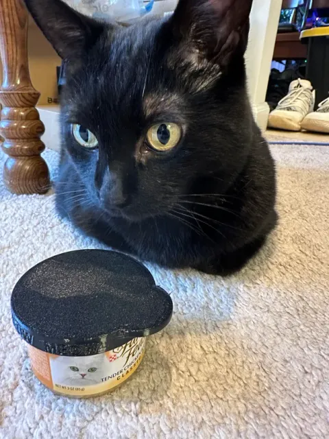 Cat Food Lid - Small cans — Фото 4 из 4