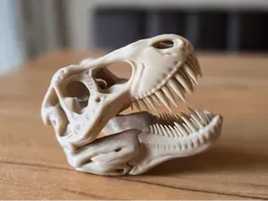 T-Rex Schädel | T-Rex Skull