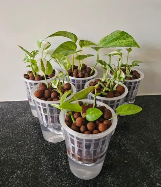 Plant propagation net basket — Image 5 of 6