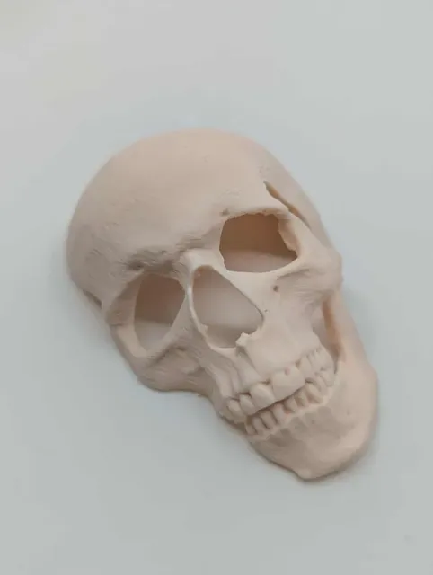 Human skull Spooky reptile hide Enrichment Decor — Фото 5 из 10