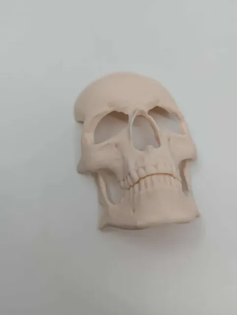 Human skull Spooky reptile hide Enrichment Decor — Фото 3 из 10