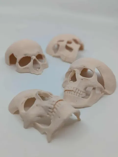 Human skull Spooky reptile hide Enrichment Decor — Фото 4 из 10