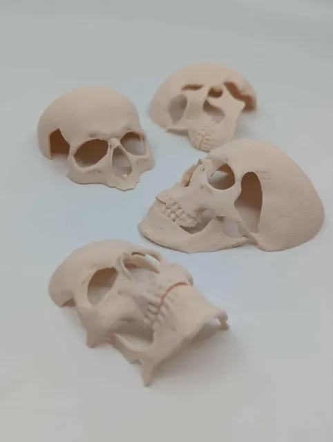 Human skull Spooky reptile hide Enrichment Decor — Фото 8 из 10