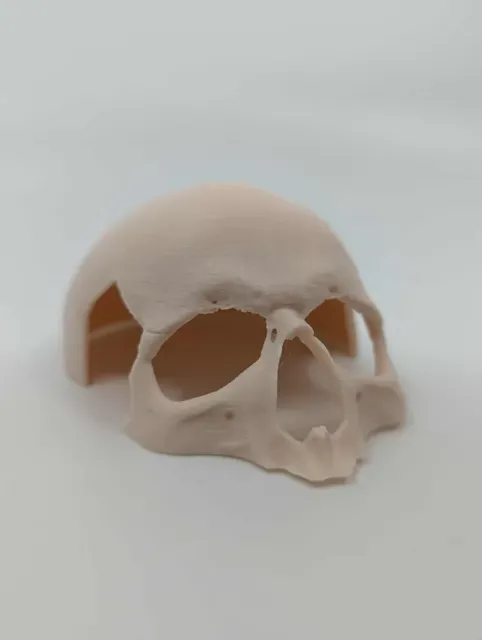 Human skull Spooky reptile hide Enrichment Decor — Фото 9 из 10