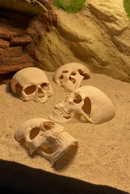 Human skull Spooky reptile hide Enrichment Decor — Фото 10 из 10