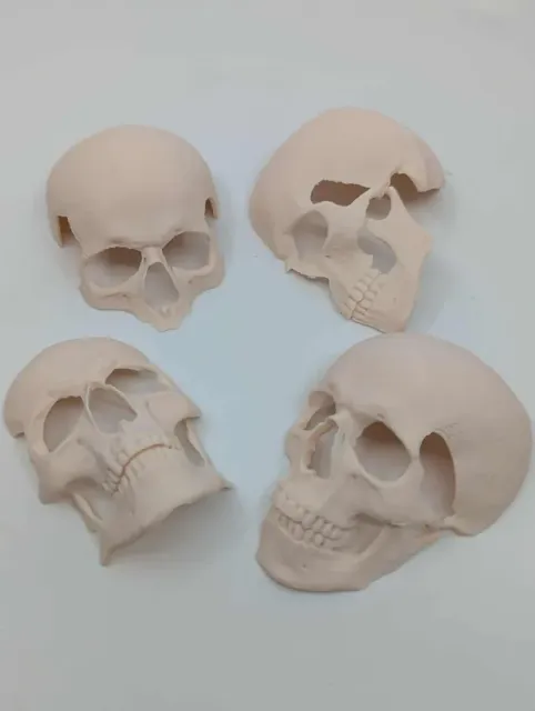 Human skull Spooky reptile hide Enrichment Decor — Фото 2 из 10