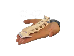 Teckel Cervicales Perro TAC - CT Scan C1-C7