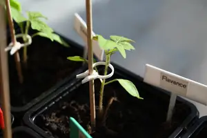 PflanzenClip / Plant Clip