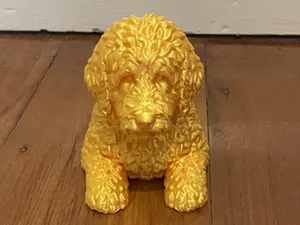 Bernedoodle 