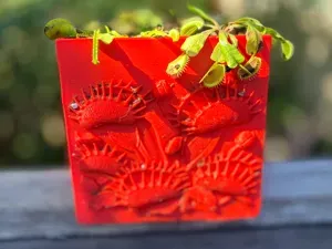 Venus Flytrap Pot
