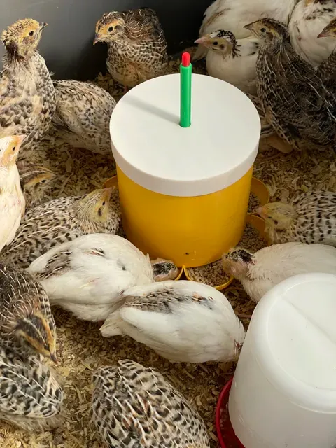 8 station Quail Chick or chicken feeder — Фото 5 из 8