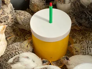 8 station Quail Chick or chicken feeder