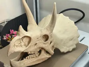 Triceratops Skull Replica