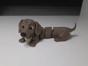 Dachshund Jettorino the flexible puppy
