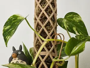 Moos Stab | Moss Pole - self watering