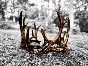 "Crown of Antlers"
