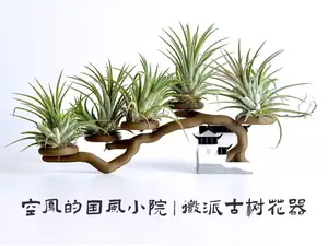 空凤的国风小院|徽派古树花器