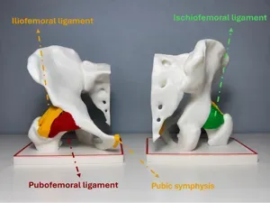 Hip Joint with Ligaments