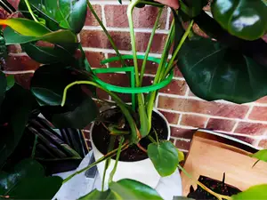 Spiral plant support stake