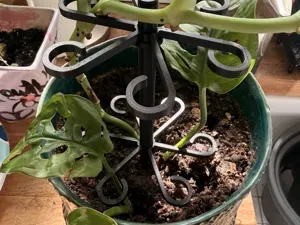 Plant Support Stake for Vining Houseplants